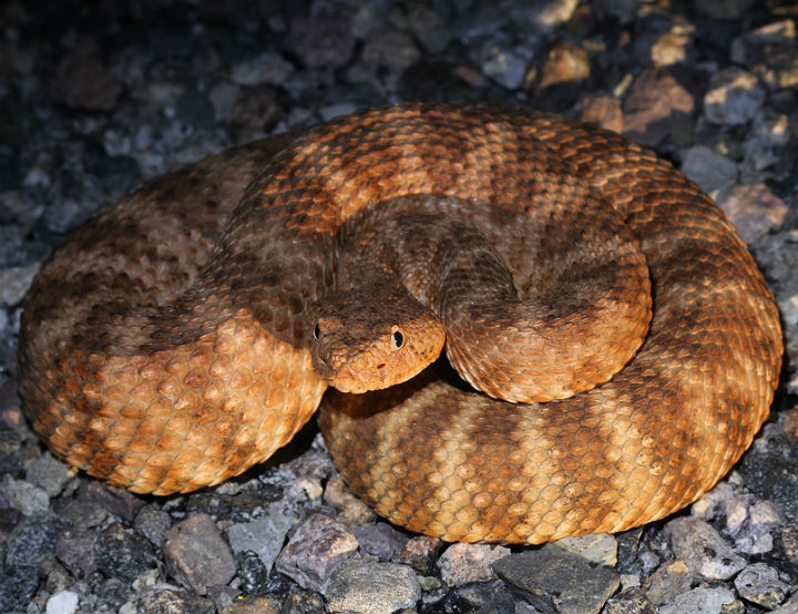 Speckled Rattlesnake